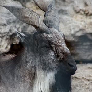 Turkmenian Markhor