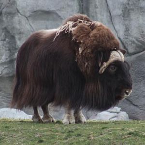 Musk Ox