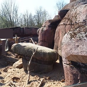 Meerkat exhibit, 2019-03-30