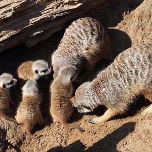 Meerkats with pups (Suricata suricatta), 2019-03-30