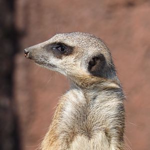 Meerkat (Suricata suricatta), 2019-03-30
