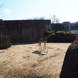 Savanna paddock and house, 2019-03-30