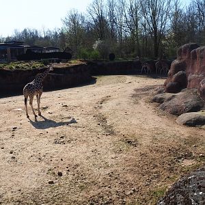 Savanna paddock, 2019-03-30