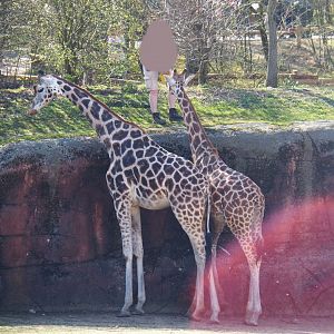 Keeper (Homo sapiens sapiens) feeding Rothschild's giraffes (Giraffa camelopardalis rothschildi), 2019-03-30