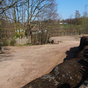 Southern white rhinoceros, Hartmann mountain zebra and helmeted guineafowl paddock, 2019-03-30