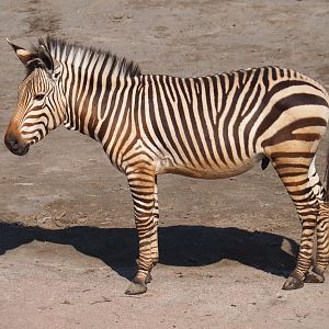 Hartmann mountain zebra (Equus zebra hartmannae), 2019-03-30