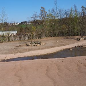 Southern white rhinoceros, Hartmann mountain zebra and helmeted guineafowl paddock, 2019-03-30