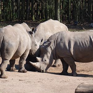 Southern white rhinoceroses (Ceratotherium simum simum), 2019-03-30