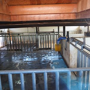 Southern white rhinoceros indoor housing, 2019-03-30