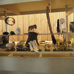 Education cart with animal specimens, 2019-03-30