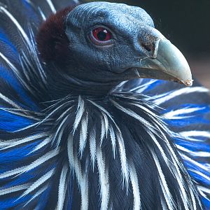 Vulturine guineafowl : Hamerton : 31 May 2019