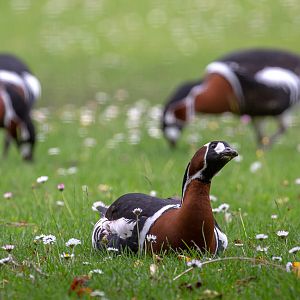 Red-breasted goose : Hamerton : 31 May 2019