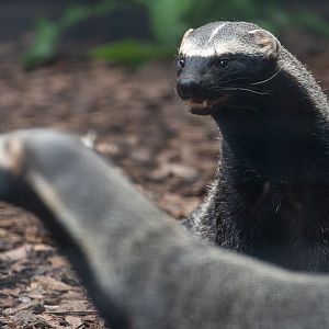 Greater grison : Hamerton : 31 May 2019