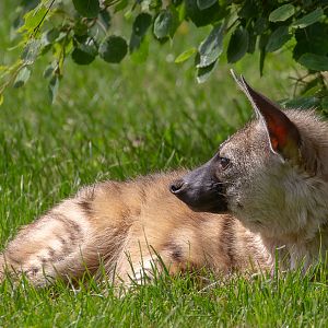 Aardwolf (Eastern aardwolf) : Hamerton : 31 May 2019