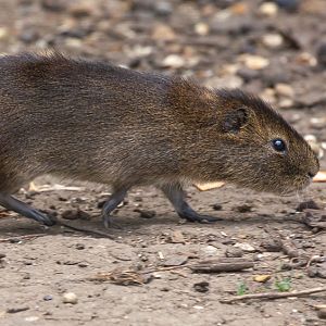 Greater guinea-pig / Swamp cavy : Hamerton : 31 May 2019