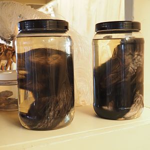 Education cart with animal specimens -  Wet preserved specimens of newborn porcupine and mangabey, 2019-03-30