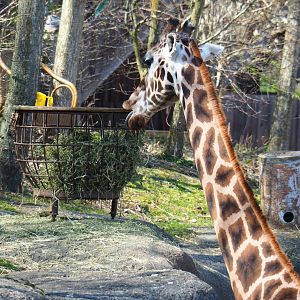 Rothschild's giraffe (Giraffa camelopardalis rothschildi), 2019-03-30