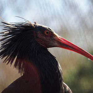 Waldrapp (Geronticus eremita), 2019-03-30