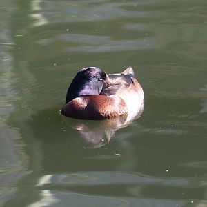 Baer's pochard (Aythya baeri), 2019-03-30