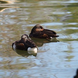 Baer's pochard (Aythya baeri) and Ferruginous pochard (Aythya nyroca), 2019-03-30