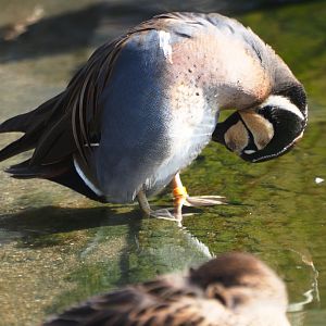 Baikal teal (Sibirionetta formosa), 2019-03-30