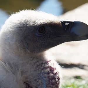 Western eurasian griffon vulture (Gyps fulvus fulvus), 2019-03-30