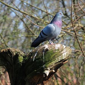 Rock pigeon (Columba livia), 2019-03-30