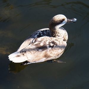 Marbled teal (Marmaronetta angustirostris), 2019-03-30