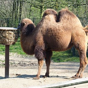 Bactrian camel (Camelus bactrianus), 2019-03-30