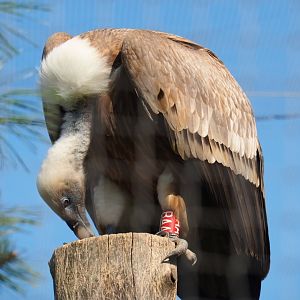 Western eurasian griffon vulture (Gyps fulvus fulvus), 2019-03-30
