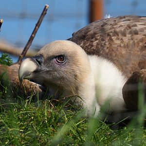Western eurasian griffon vulture (Gyps fulvus fulvus), 2019-03-30