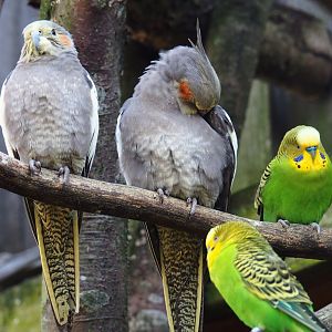 Cockatiels (Nymphicus hollandicus) and Budgerigars (Melopsittacus undulatus), 2019-03-30