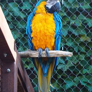 Blue-and-gold macaw (Ara ararauna), 2019-03-30