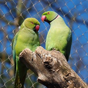 Indian ring-necked parakeets (Psittacula krameri), 2019-03-30
