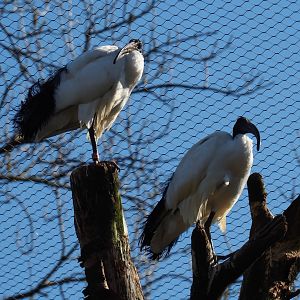 Sacred ibis (Threskiornis aethiopicus), 2019-03-30