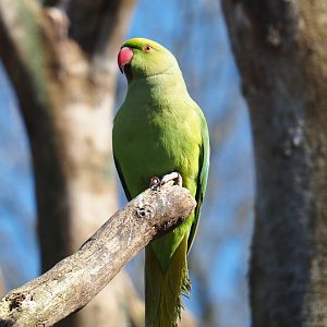Indian ring-necked parakeet (Psittacula krameri), 2019-03-30