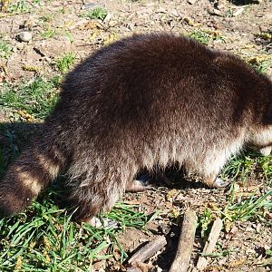 Raccoon (Procyon lotor), 2019-03-30