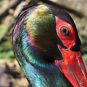 Black stork (Ciconia nigra), 2019-03-30