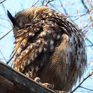 Eurasian eagle owl (Bubo bubo bubo), 2019-03-30