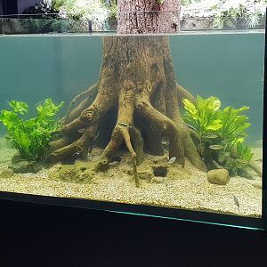 Stickleback - Crayfish aquarium