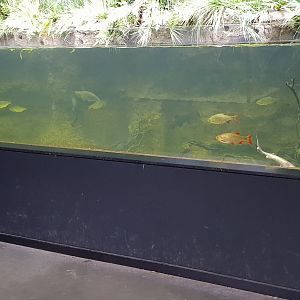 Dutch trench aquarium