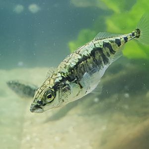 Stickleback