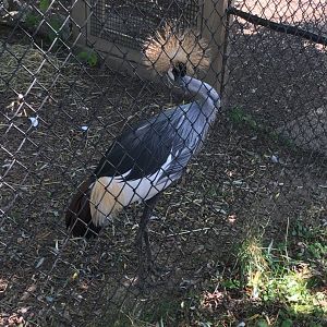 East African Crowned Crane
