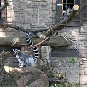Ring-Tailed Lemurs