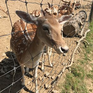 Fallow Deer