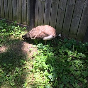Peahen