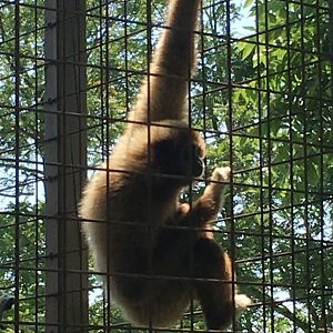 White-Handed Gibbon
