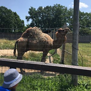 Dromedary Camel
