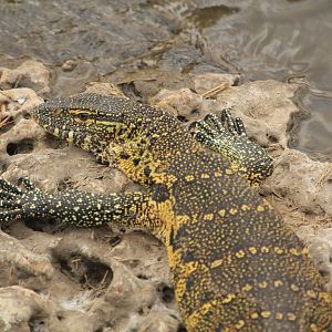 Nile Monitor - Serengeti (September 2018)