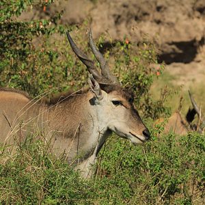 Eland Antilope - Serengeti (September 2018)